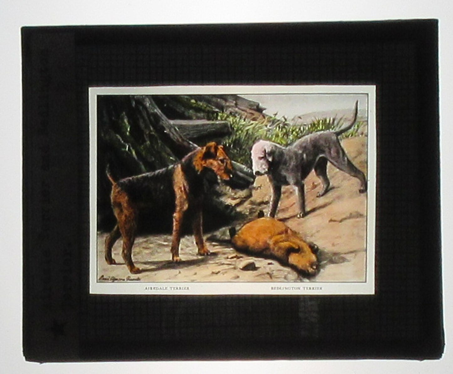 AIREDALE AND BEDLINGTON TERRIERS. ARTWORK, HAND COLORED PHOTO ON GLASS.
