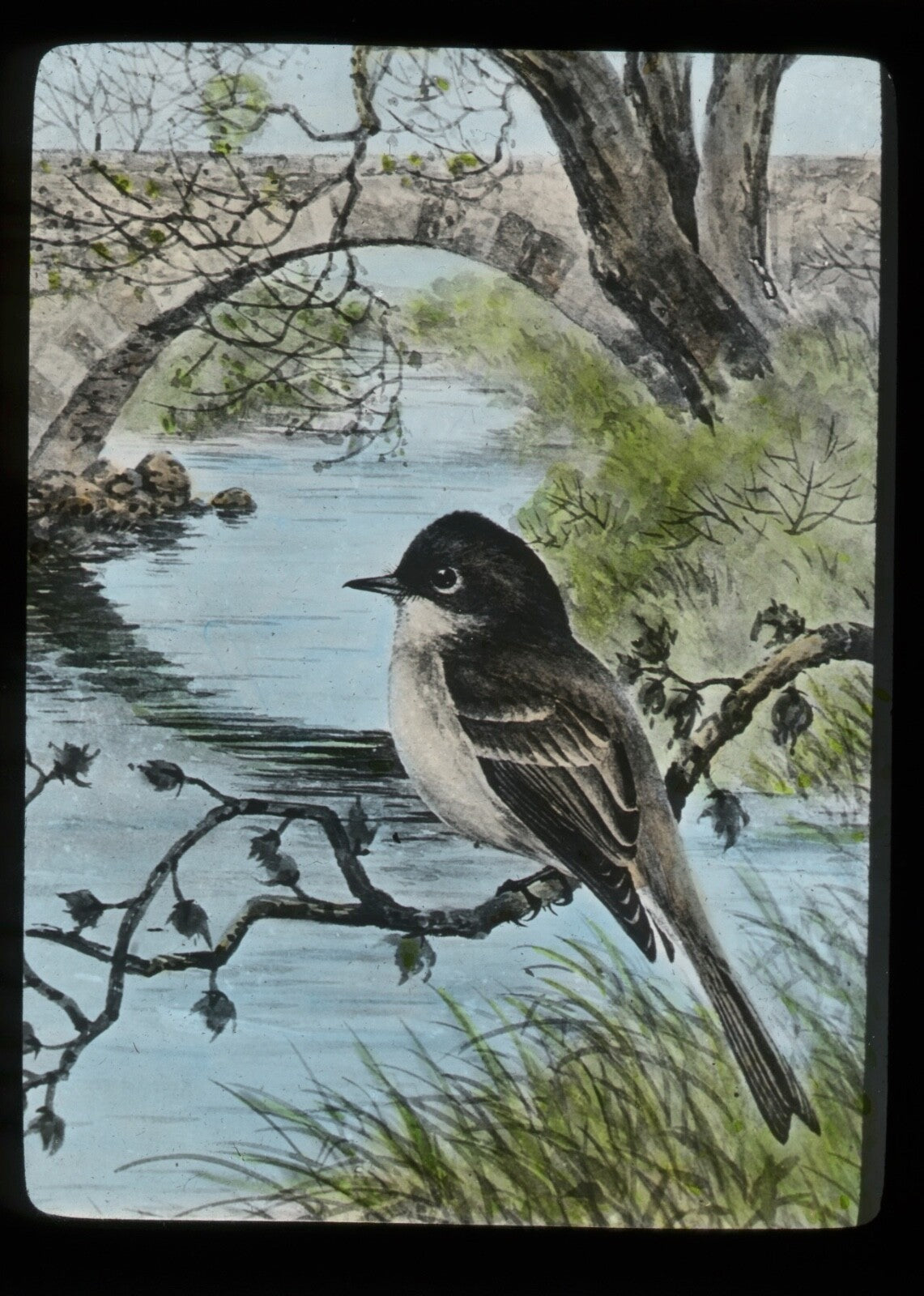 Vintage Lantern Slide: Hand Tinted Illustration "Phoebe" 3.25 x 4in