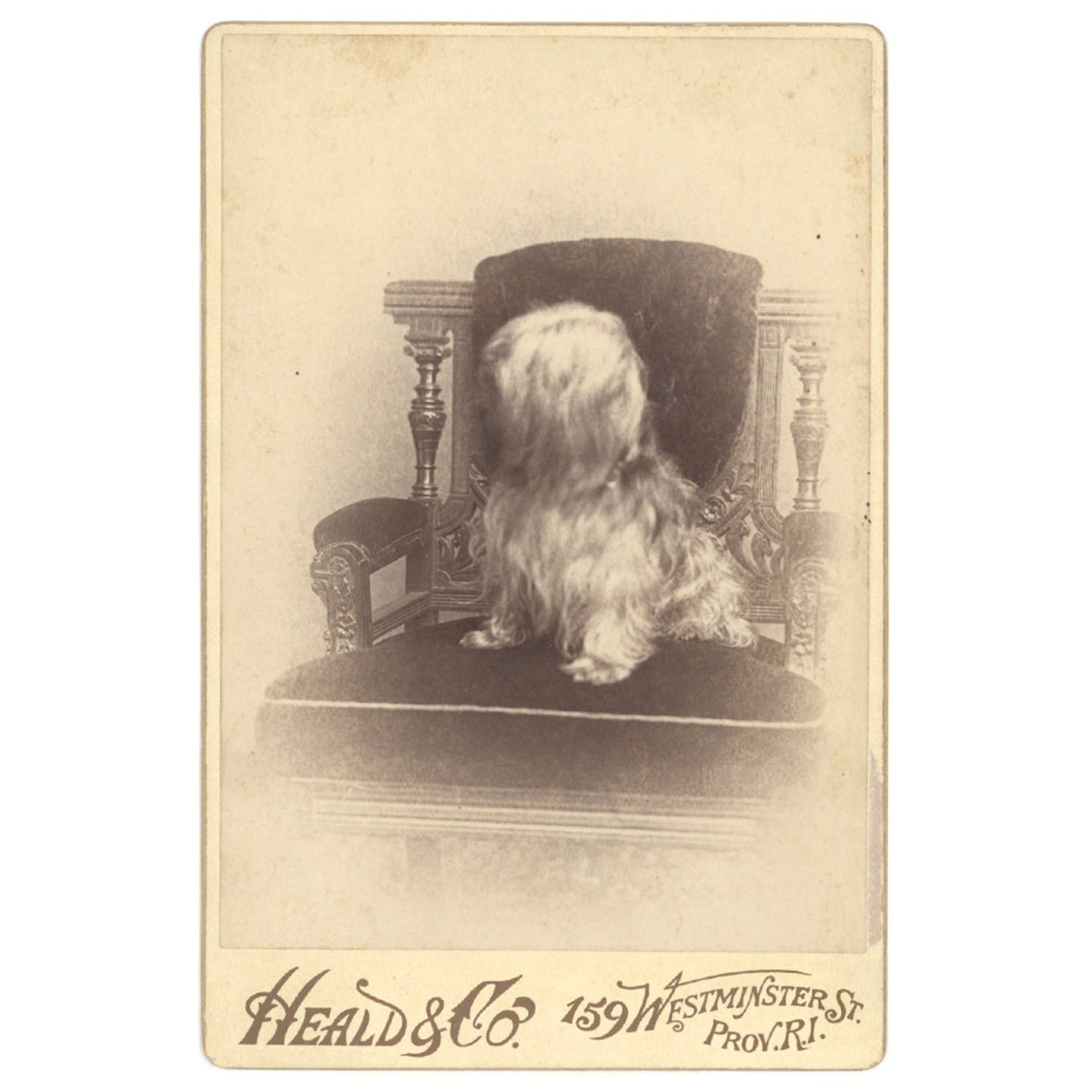 RARE 1889 CABINET CARD - DOG PORTRAIT YORKSHIRE TERR ORNATE CHAIR PROVIDENCE RI