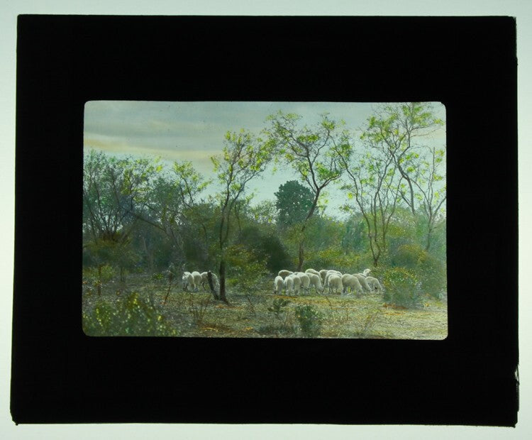 COLOR PHOTO ON GLASS OF SHEEP HERD - SUNCHO CORRAL, ARGENTINA