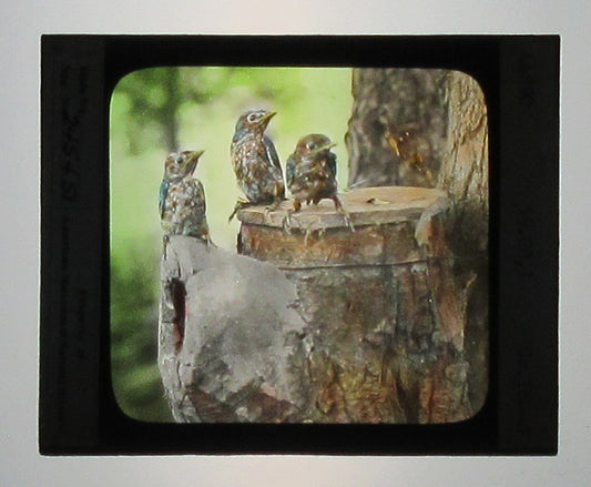 YOUNG BLUEBIRDS. HAND COLORED PHOTO ON GLASS.