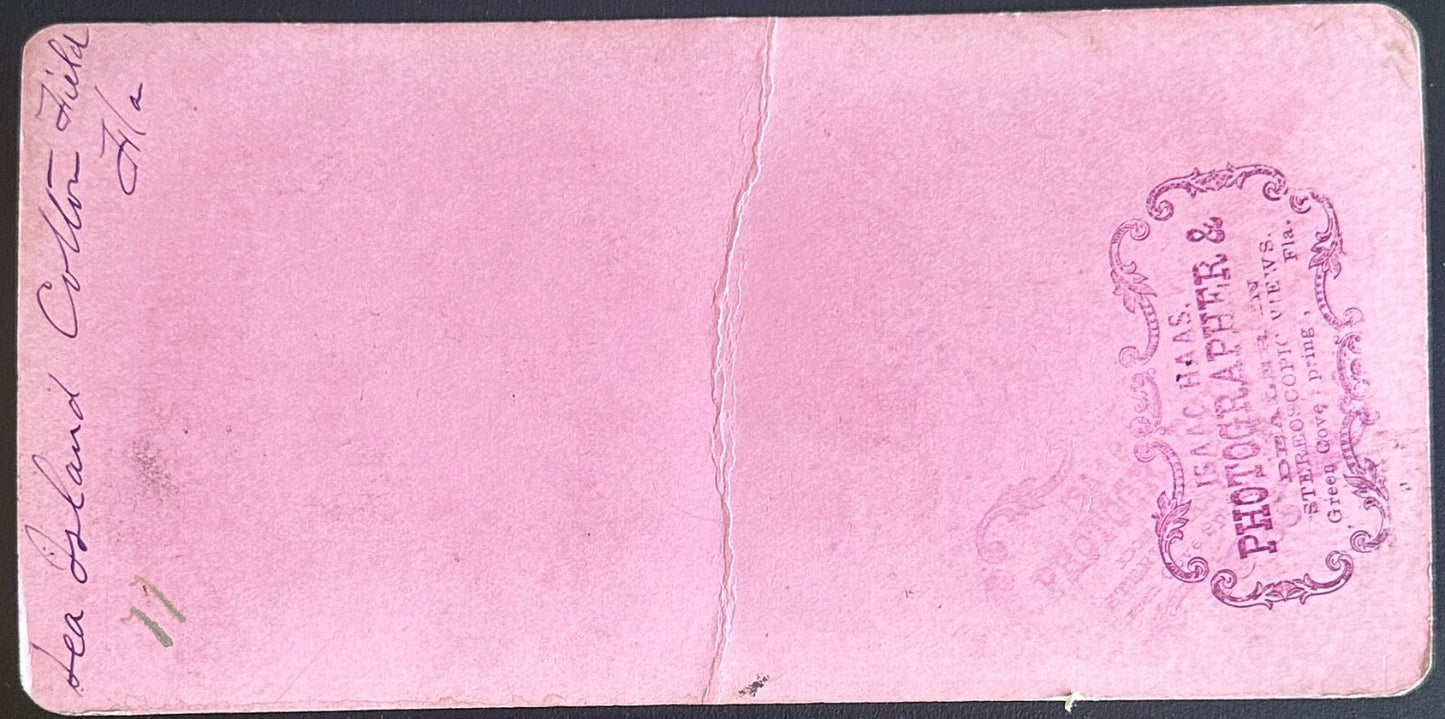 Vintage StereoView Card: ���Cotton Field Sea Island Florida, ��� 3.5x7in