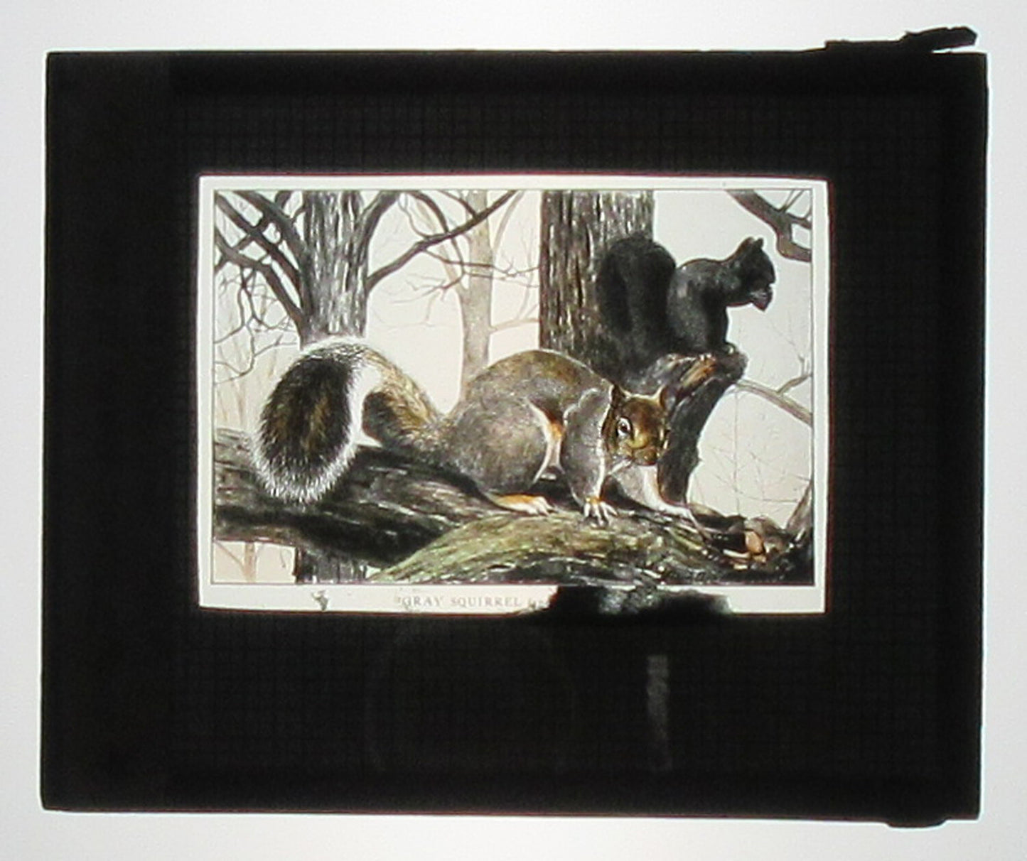 Vintage Hand-Colored Photo on Glass: Gray & Black Ground Squirrel Artwork,