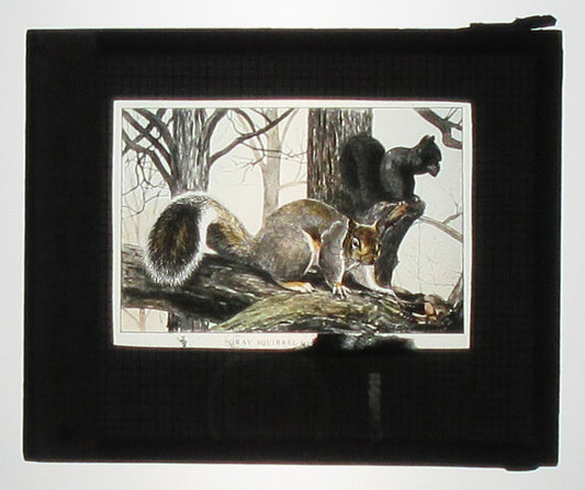 Vintage Hand-Colored Photo on Glass: Gray & Black Ground Squirrel Artwork,