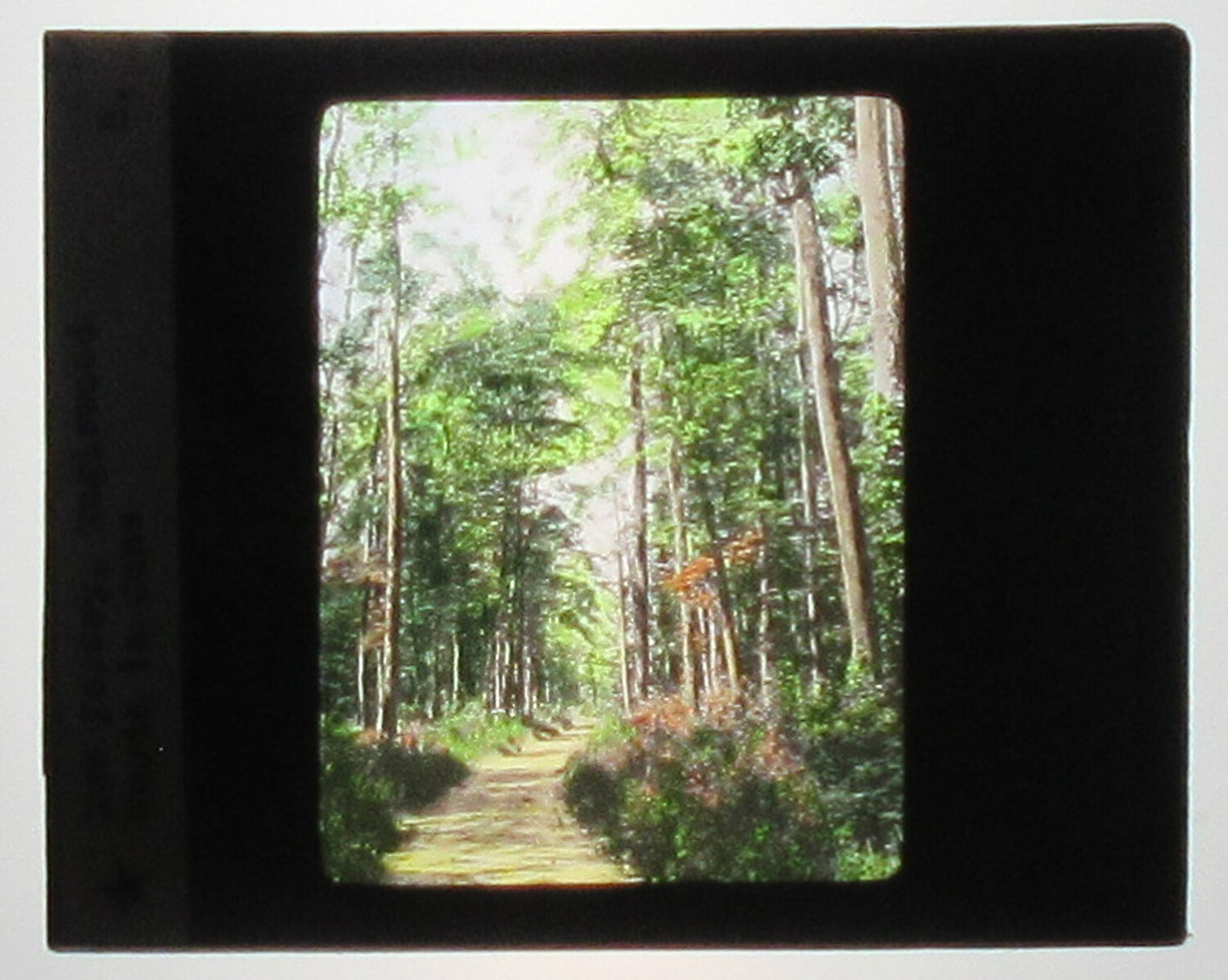 Vintage Hand-Colored Photo on Glass Lantern Slide - Englewood Woods, NJ, 3.25 x