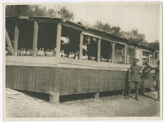 BRITISH MILITARY CARRIER PIGEONS IN ITALY. WWI. (8X10 REPRINT)