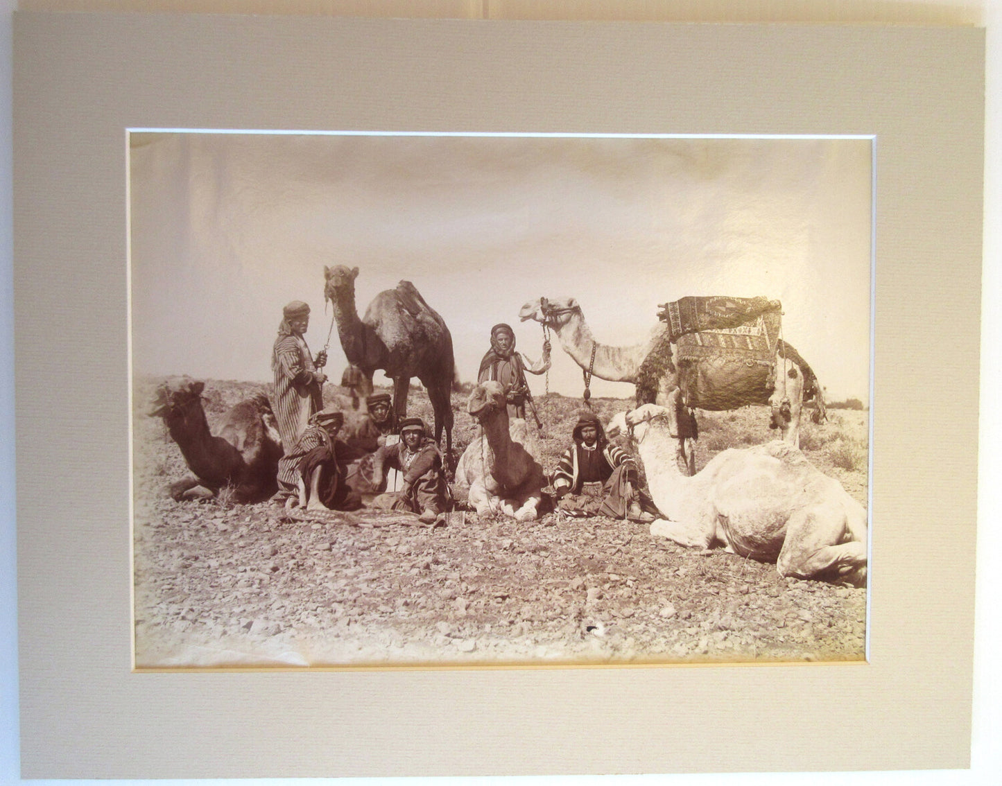 BEDOUINE W/ CAMEL CARAVAN. ALBUMEN IN 11X14 INCH ARCHIVAL MAT.