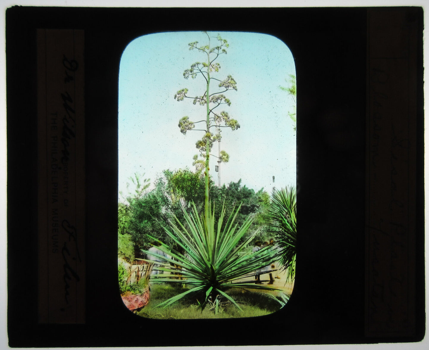 Vintage Sisal Plant in Bloom - Hand-Colored Photo on Glass, Yucatán, Mexico - Tinted Lantern Slide
