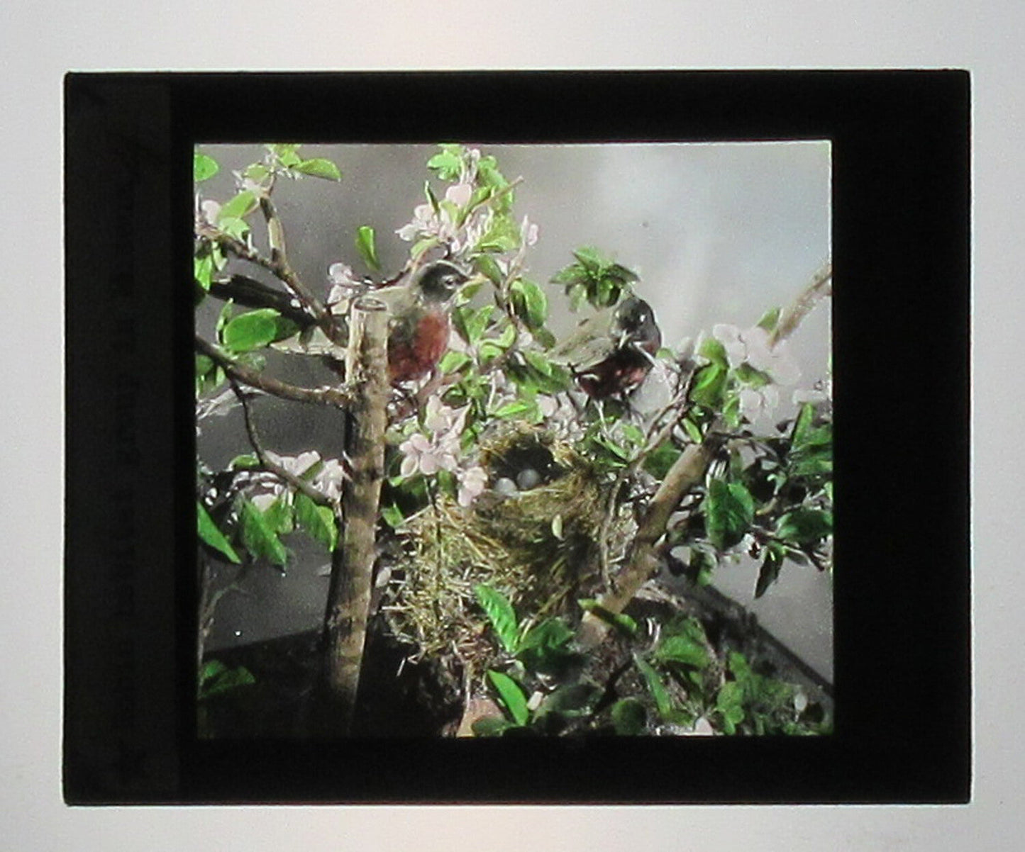 Vintage Hand-Colored Glass Photo Lantern Slide: Robin Habitat, Museum Exhibit, Original 3.25x4 in