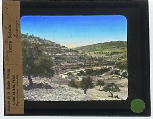 VINTAGE LANTERN SLIDE  Terre Sainte: Olive Grove 3.25X4IN  HAND TINTED