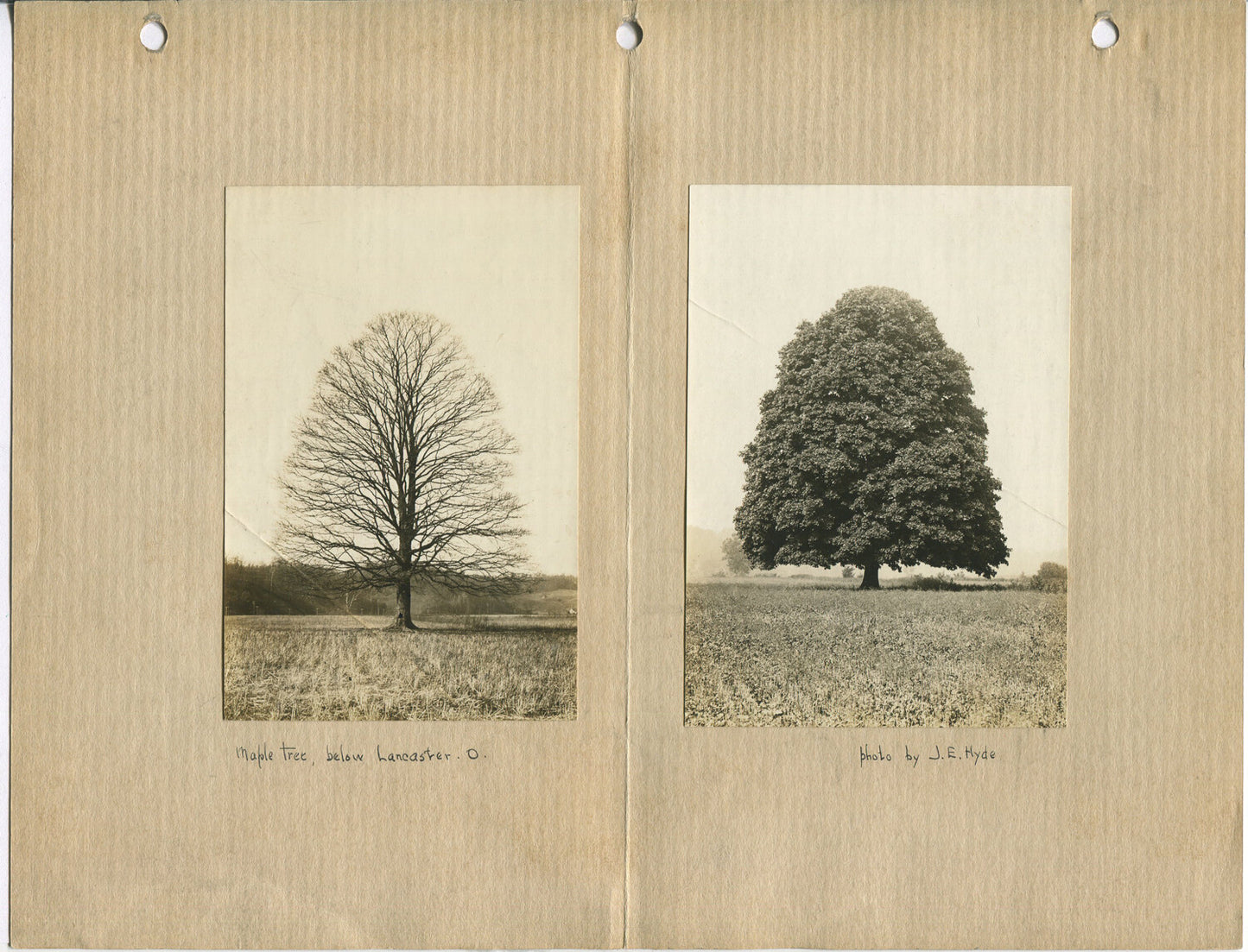 TREE FOLIAGE, BARE, STUDY. 2 UP, 4.75X3.5 B&W PRINTS,11X14 INCH ARCHIVAL MAT.