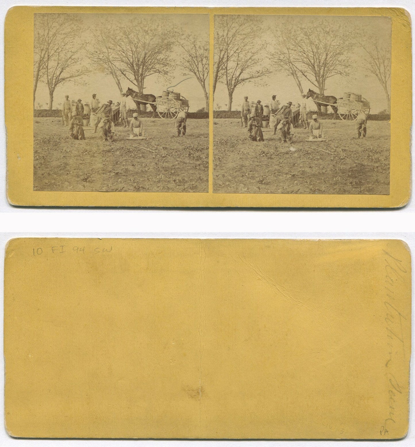 AFRICAN AMERICAN/AGRICULTURAL WORKERS. STEREOVIEW.
