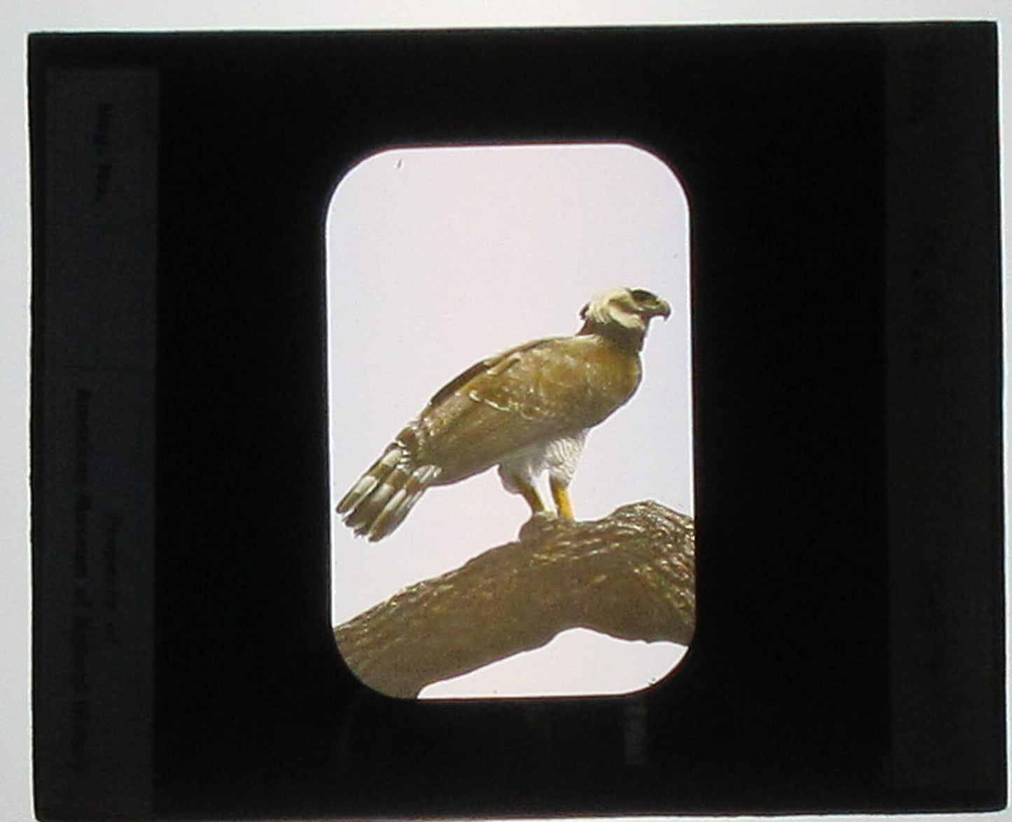 HARPY EAGLE. HAND COLORED PHOTO ON GLASS.