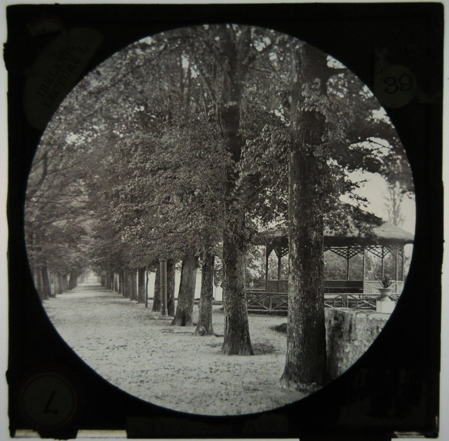 BEAUTIFUL ROW OF PINE TREES. PARK SETTING. LANTERN SLIDE.