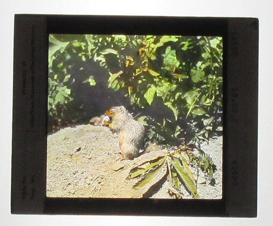 Vintage Hand-Colored Glass Lantern Slide: Columbian Ground Squirrel, 3.25 x 4