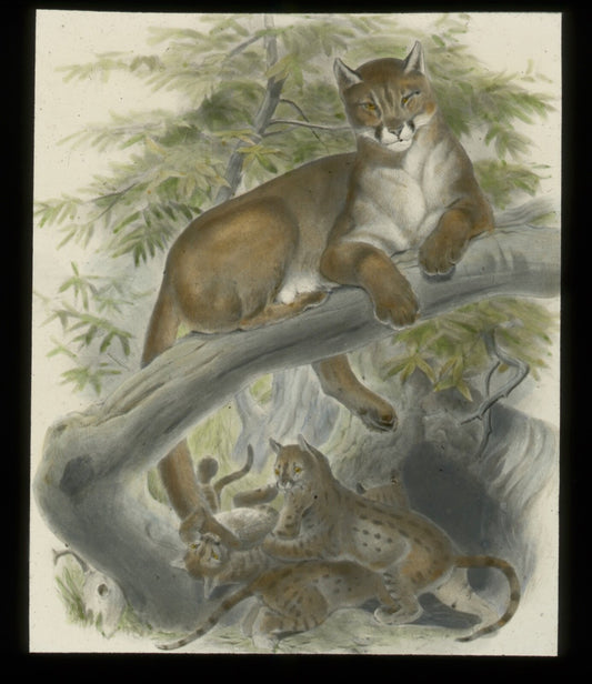 Vintage Lantern Slide: Hand Tinted: American Cougar with pups 3.25 x 4 in