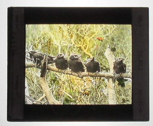 YOUNG CROWS. HAND COLORED PHOTO ON GLASS. TINTED LANTERN SLIDE.