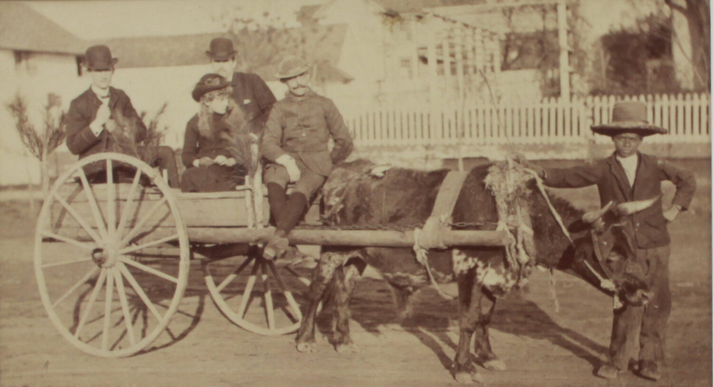 AFRICAN AMERICAN BOY POSED LEADING BULL PULLING CART W/PASSENGERS.