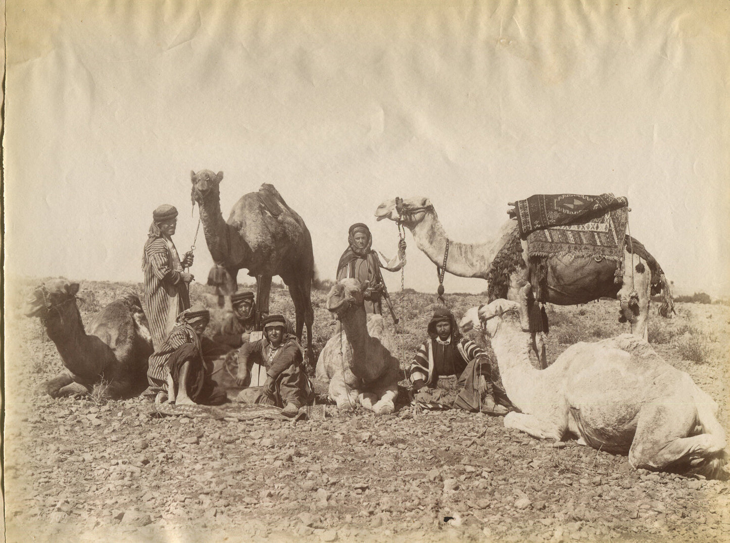 BEDOUINE W/ CAMEL CARAVAN. ALBUMEN IN 11X14 INCH ARCHIVAL MAT.