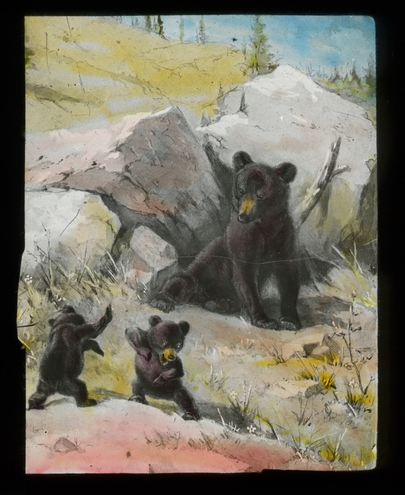 Vintage Lantern Slide: Drawing of Young Black Bears by Seton 3.25 x 4in