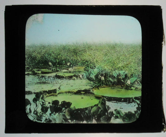 VICTORIA REGIA, ILHEUS, BRAZIL.TINTED PHOTO ON GLASS.HAND COLORED PHOTO ON GLASS