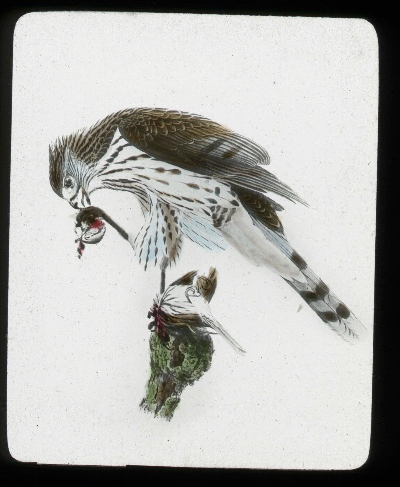 Hand-tinted vintage Cooper's Hawk lantern slide - 3.25x4 in - wildlife wall art,