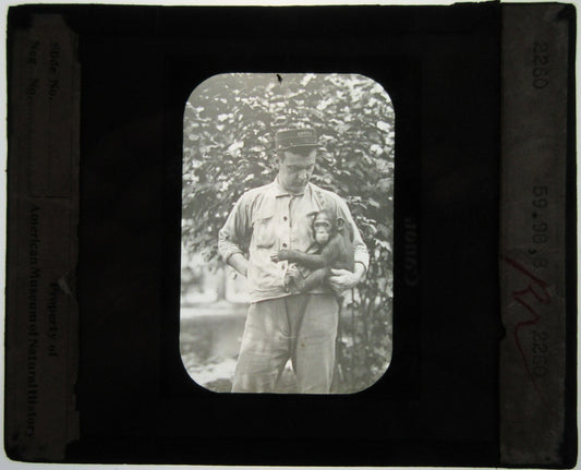 Vintage Lantern Slide: Man Holding Chimpanzee on Glass, Authentic Original Photo