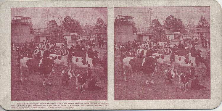 STEREOVIEW OF PRIZE WINNING COWS FROM BENNINGERS STOCK FARM - BENNINGERS, PA