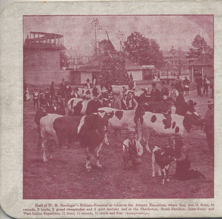 STEREOVIEW OF PRIZE WINNING COWS FROM BENNINGERS STOCK FARM - BENNINGERS, PA