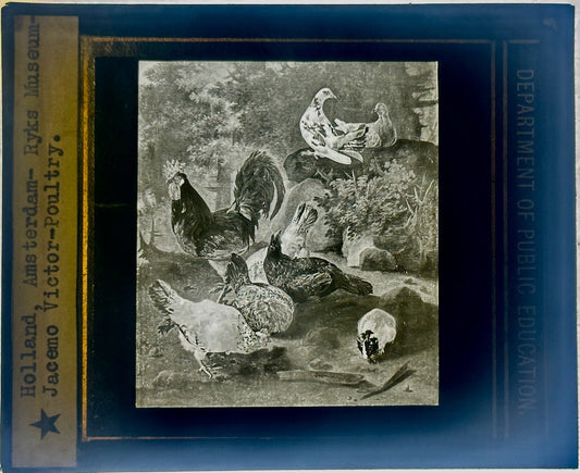 VINTAGE LANTERN SLIDE RYKS MUSEUM- JACEMO VICTOR "POULTRY"  3.25X4IN