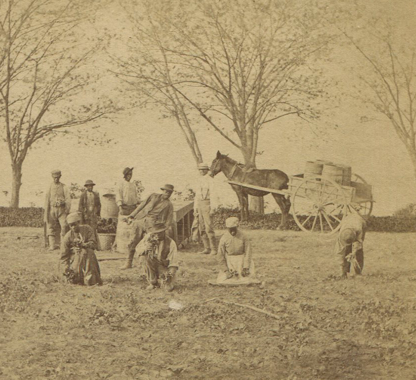 AFRICAN AMERICAN/AGRICULTURAL WORKERS. STEREOVIEW.