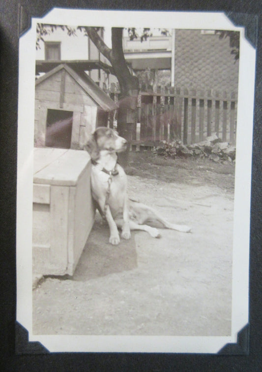 ANTIQUE PHOTO ALBUM, SNAPSHOTS. PHOTOS OF PGH ZOO, DOGS, TRAINS, CHRISTMAS.1946