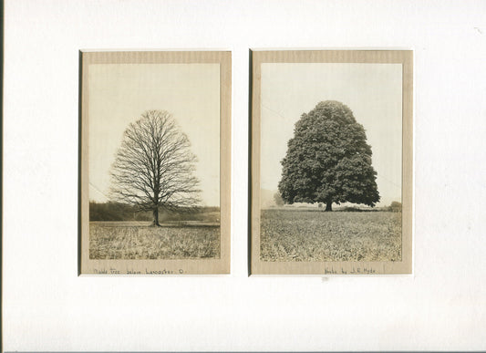 TREE FOLIAGE, BARE, STUDY. 2 UP, 4.75X3.5 B&W PRINTS,11X14 INCH ARCHIVAL MAT.