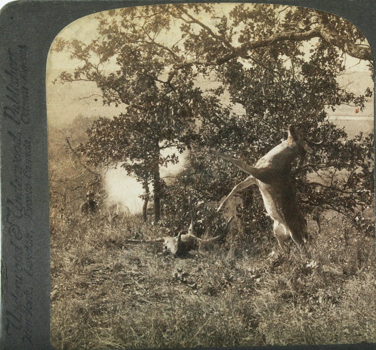 Indian Territory Hunter With Kill / Deer, Stereoview