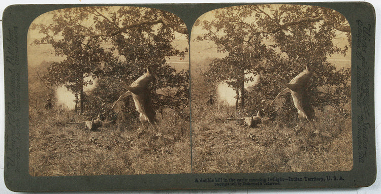Indian Territory Hunter With Kill / Deer, Stereoview