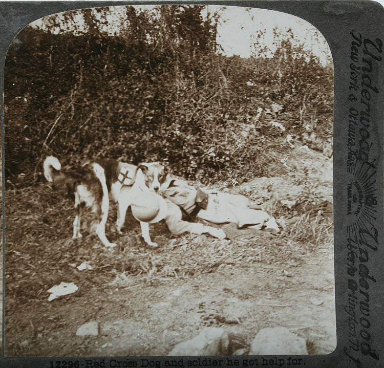 Red Cross Dog, Stereoview