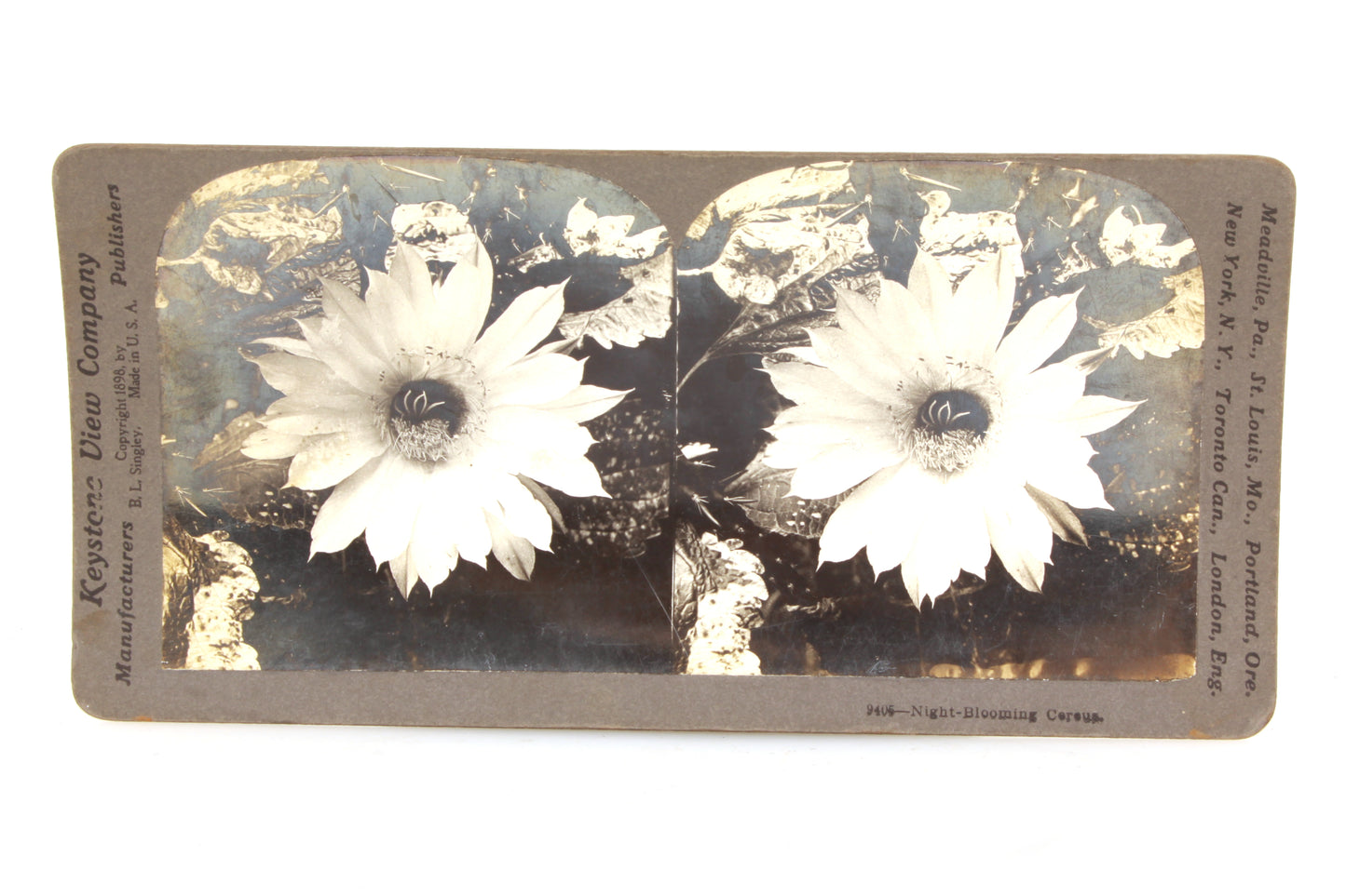 Stereoview Card - Cereus Flower