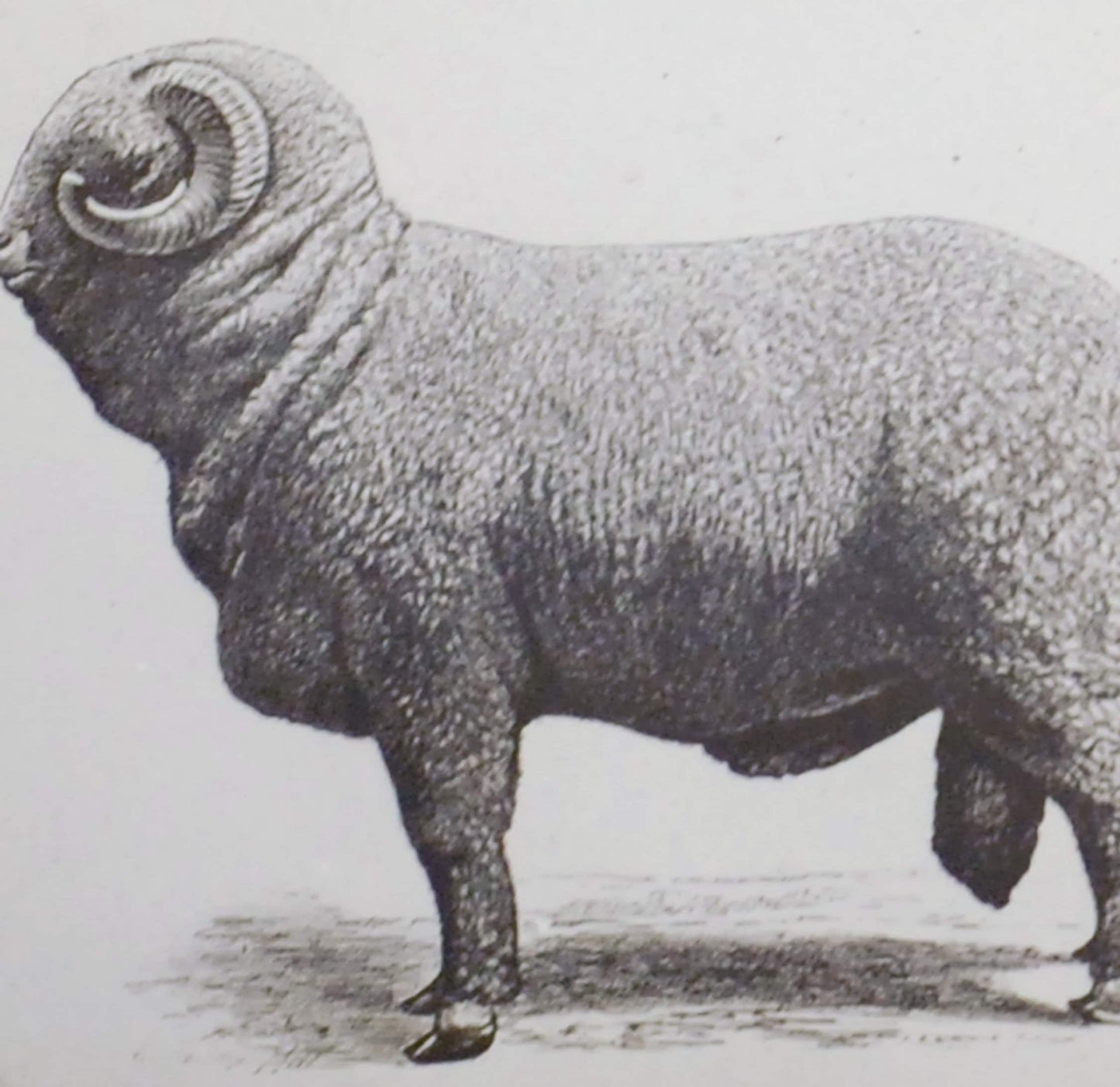 Big Fat Ram Antique Photo On Glass//DIY Art//Japanese Zodiac