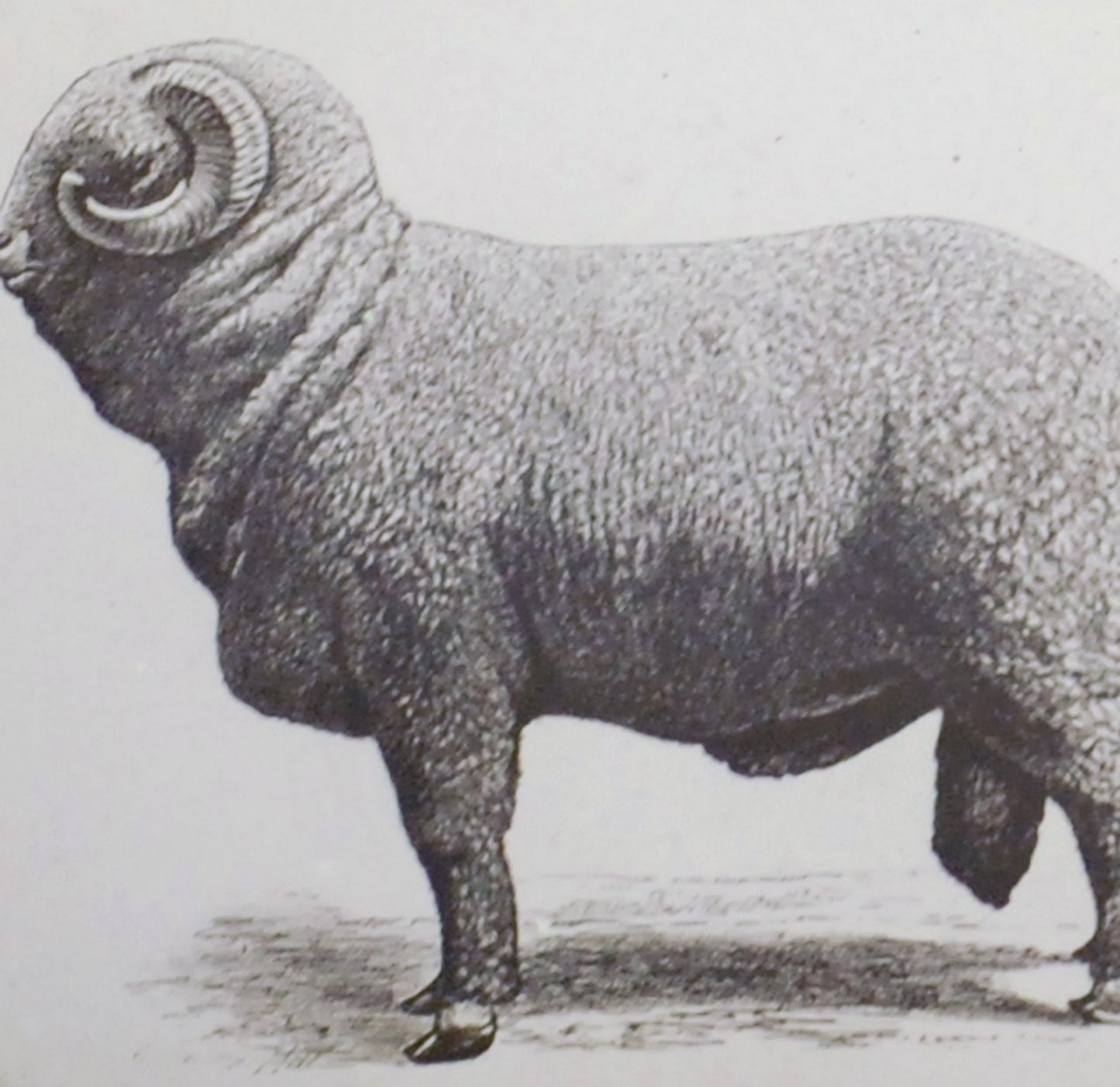 Big Fat Ram Antique Photo On Glass//DIY Art//Japanese Zodiac