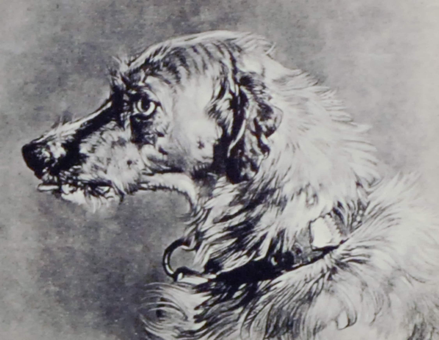 Deerhound Portrait Sketch Glass Lantern Slide//Scottish Dog//Reuse Light Project
