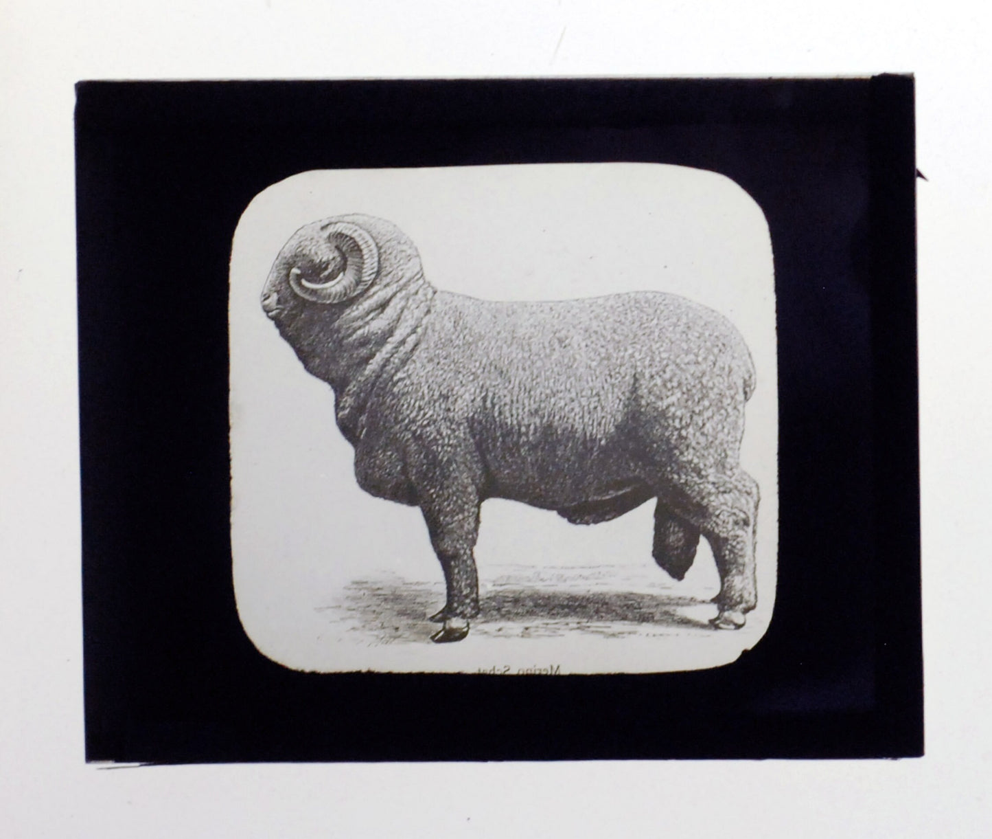 Big Fat Ram Antique Photo On Glass//DIY Art//Japanese Zodiac