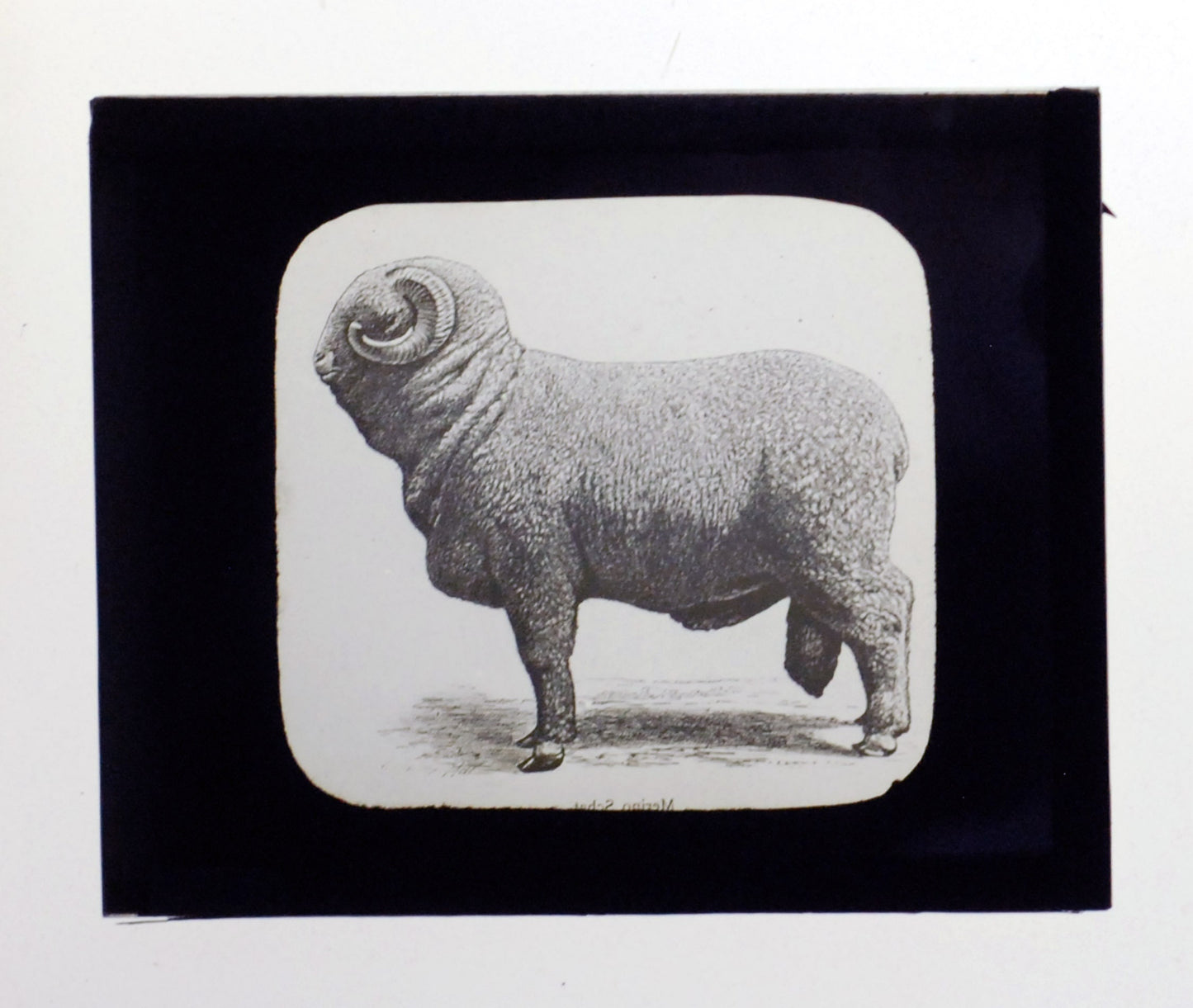 Big Fat Ram Antique Photo On Glass//DIY Art//Japanese Zodiac