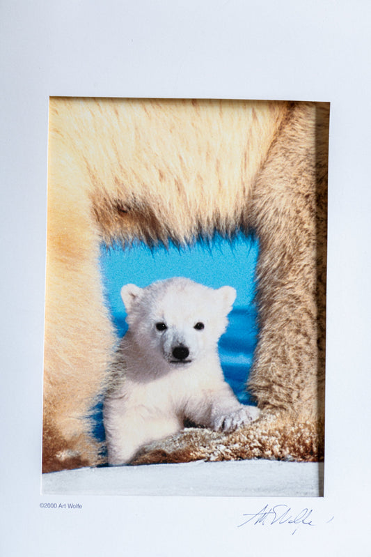 Window Matted and Signed Art Wolfe Photo of Baby Polar Bear - 6 1/4 x 4 3/8