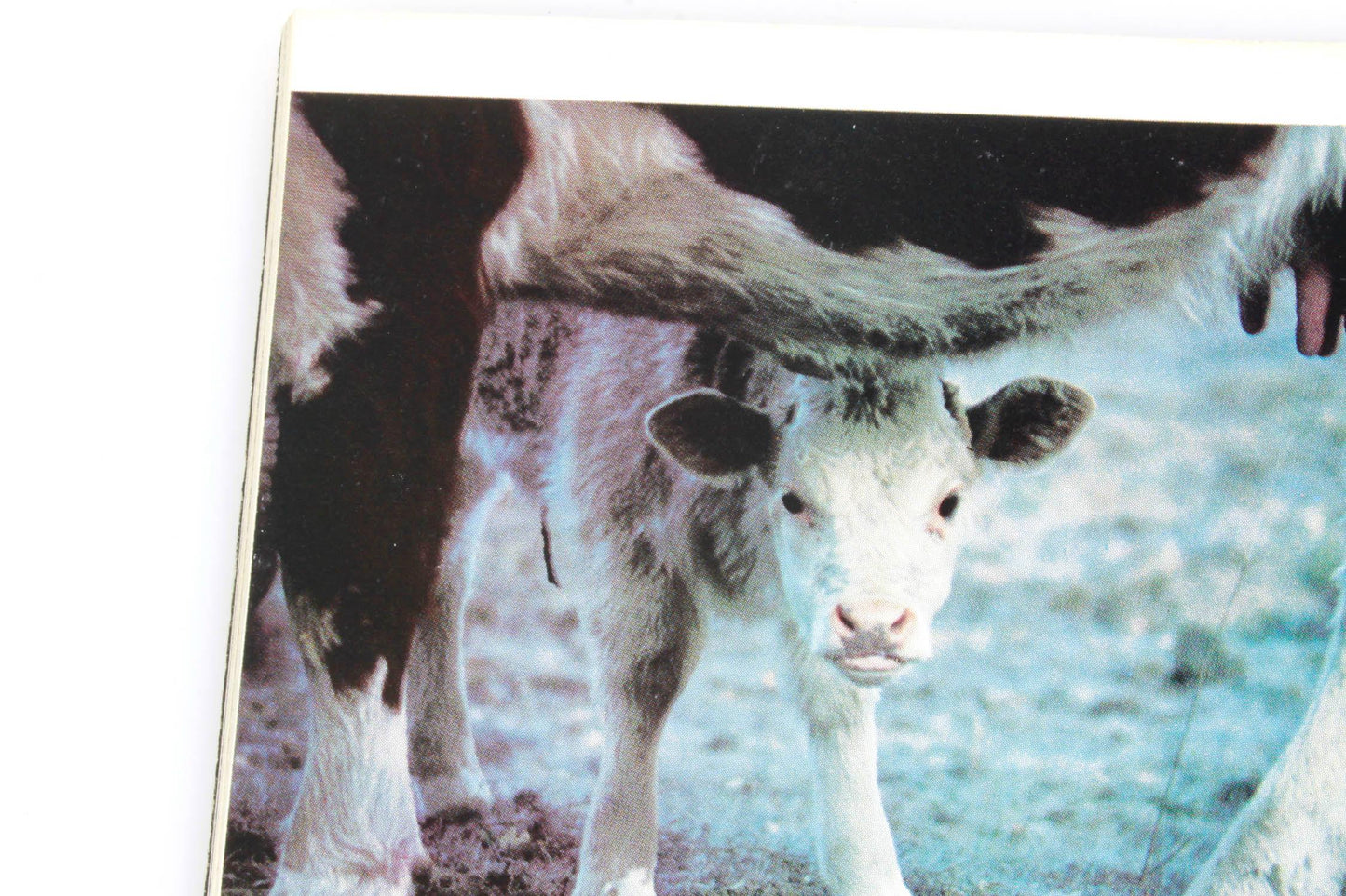 Kodacolor VR Film booklet
