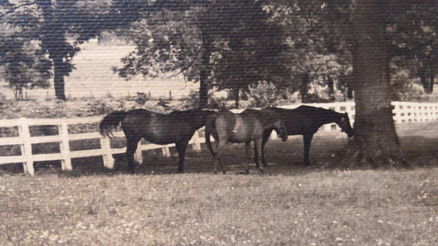 HORSES GRAZE UNDER OLD OAK TREE ALONG WHITE FENCE. CLASSIC AMERICANA. SET OF 2