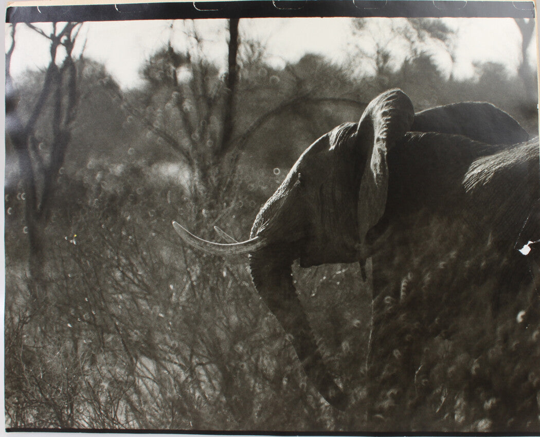 ELEPHANT WITH TUSKS IN PROFILE. 16 X 20 INCH SILVER PRINT.