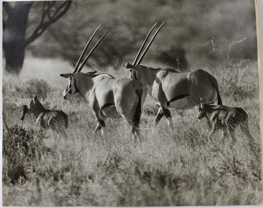 Vintage 16x20 Inch Silver Print Wildlife Photo - Antelope in Motion, Monochrome