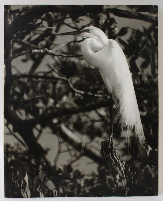 Vintage Silver Print Perched Egret - 20x16 Art Photo, Wildlife Bird Wall Decor,