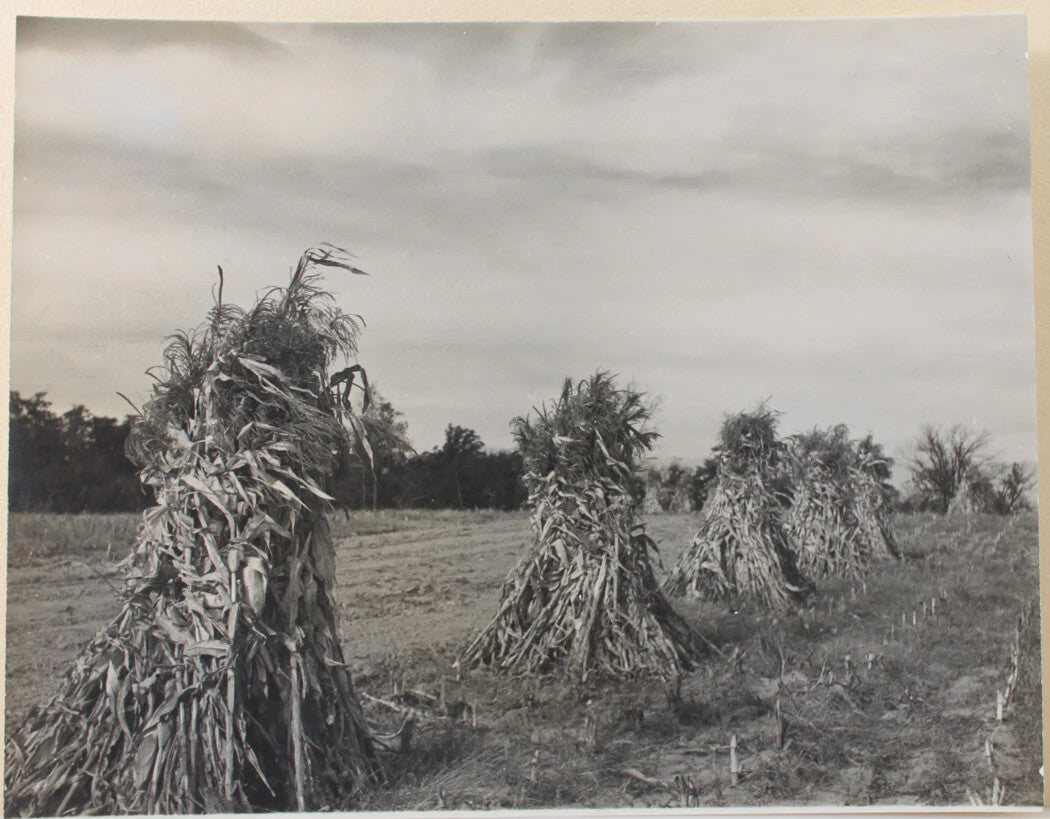 Vintage 11x14 Silver Print Photograph Haunted Corn Stocks On The Move Ready To