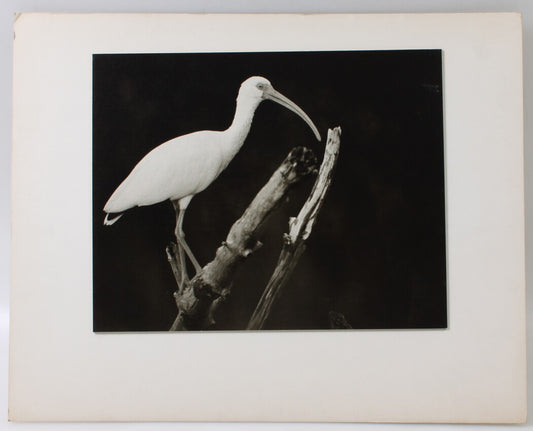 Vintage photograph: Egret against stark backdrop - 11x14 silver gelatin print on
